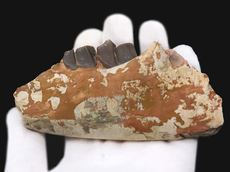サイなのに、ウマのように走った！ 約3,000万年前の草食動物、ヒラコドン・ネブラスケンシス（Hyracodon nebrascensis）の下顎化石（その2）
