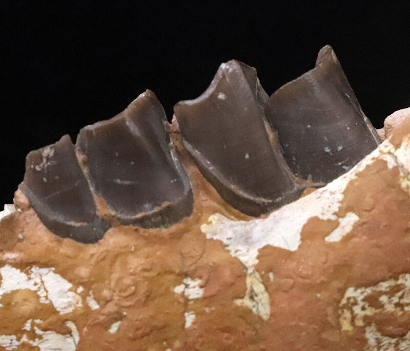 サイなのに、ウマのように走った！ 約3,000万年前の草食動物、ヒラコドン・ネブラスケンシス（Hyracodon nebrascensis）の下顎化石（その4）
