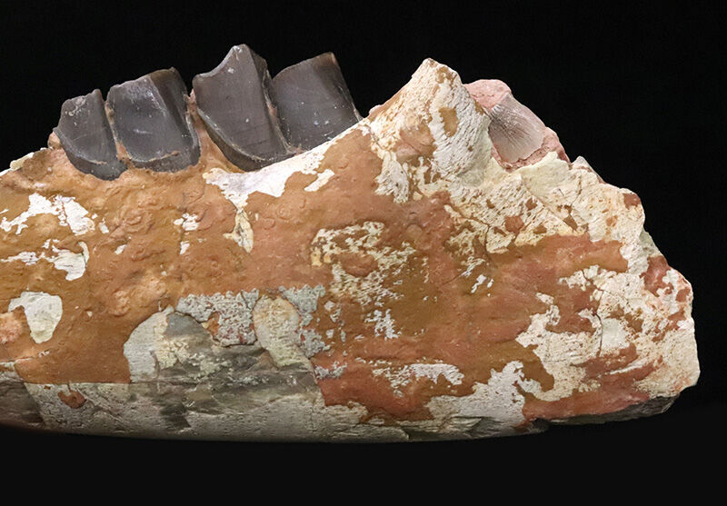 サイなのに、ウマのように走った！ 約3,000万年前の草食動物、ヒラコドン・ネブラスケンシス（Hyracodon nebrascensis）の下顎化石（その5）