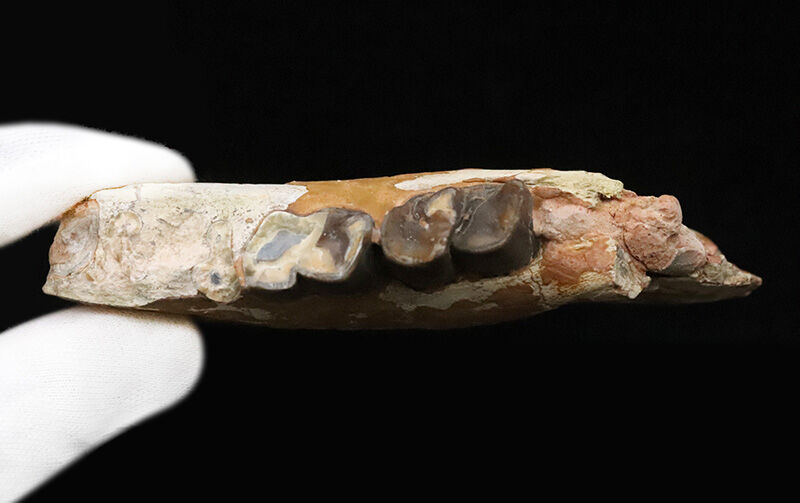 サイなのに、ウマのように走った！ 約3,000万年前の草食動物、ヒラコドン・ネブラスケンシス（Hyracodon nebrascensis）の下顎化石（その6）