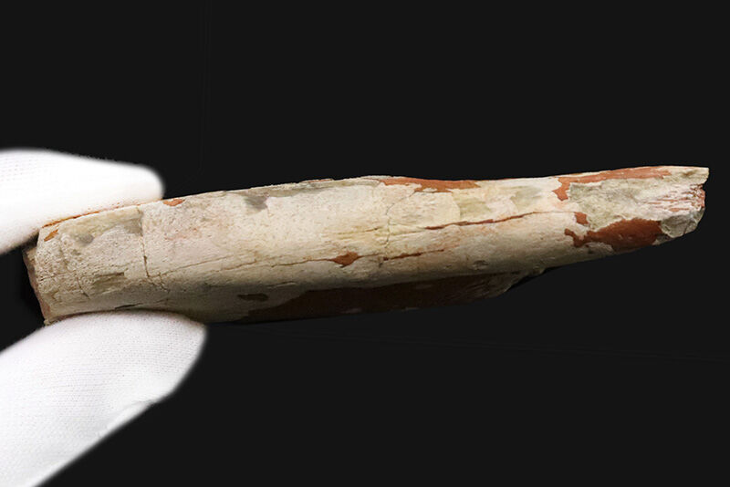 サイなのに、ウマのように走った！ 約3,000万年前の草食動物、ヒラコドン・ネブラスケンシス（Hyracodon nebrascensis）の下顎化石（その7）