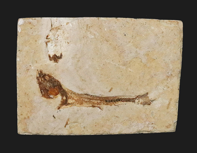 先史時代のイリコのような絶滅古代魚、ブラジル・サンタナフォーメーション産ダスティルベ(Dastilbe)の化石(その1)