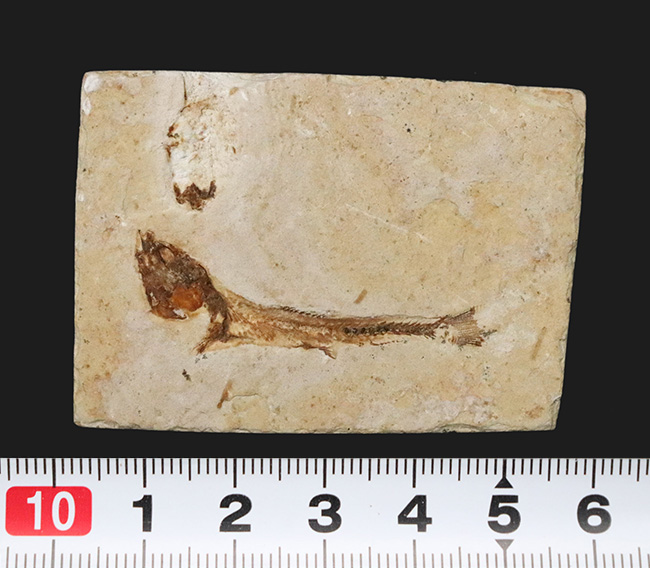 先史時代のイリコのような絶滅古代魚、ブラジル・サンタナフォーメーション産ダスティルベ（Dastilbe）の化石（その10）