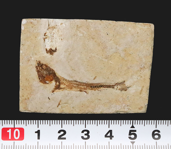 先史時代のイリコのような絶滅古代魚、ブラジル・サンタナフォーメーション産ダスティルベ(Dastilbe)の化石(その10)