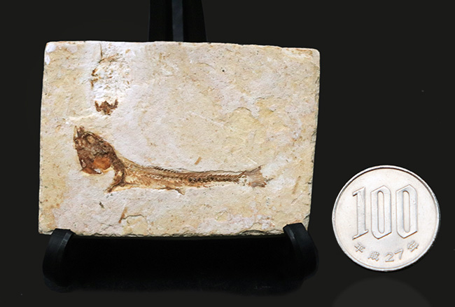 先史時代のイリコのような絶滅古代魚、ブラジル・サンタナフォーメーション産ダスティルベ（Dastilbe）の化石（その11）