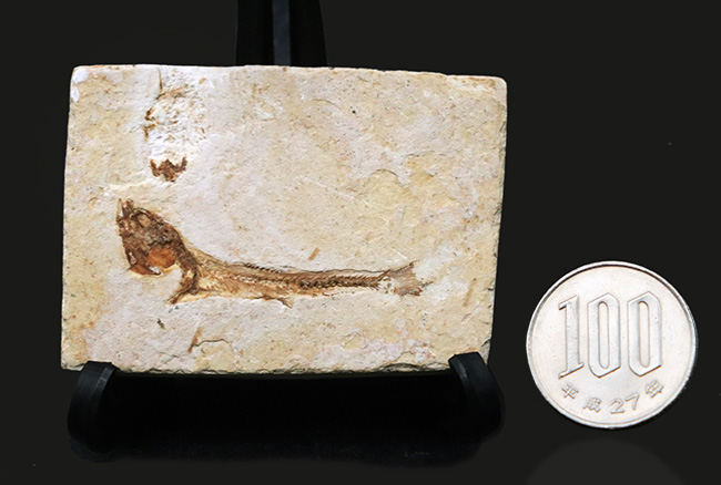 先史時代のイリコのような絶滅古代魚、ブラジル・サンタナフォーメーション産ダスティルベ(Dastilbe)の化石(その11)