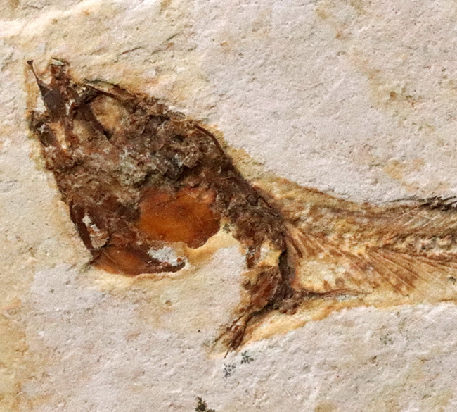先史時代のイリコのような絶滅古代魚、ブラジル・サンタナフォーメーション産ダスティルベ(Dastilbe)の化石(その2)