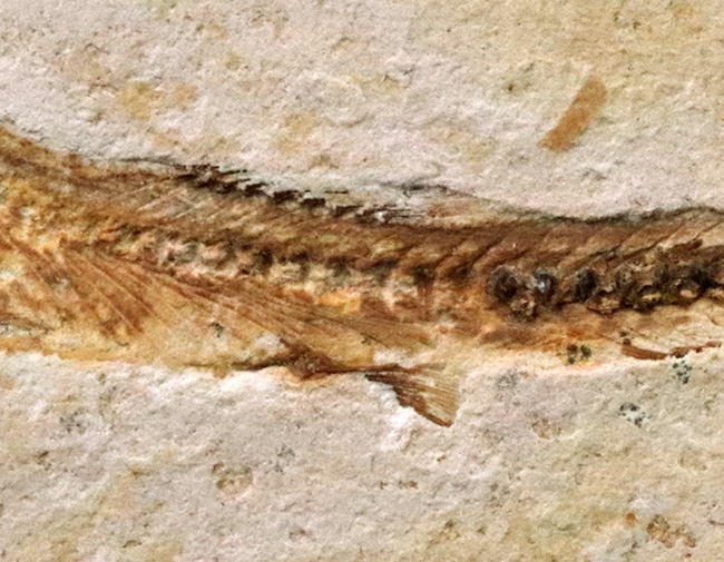 先史時代のイリコのような絶滅古代魚、ブラジル・サンタナフォーメーション産ダスティルベ（Dastilbe）の化石（その3）