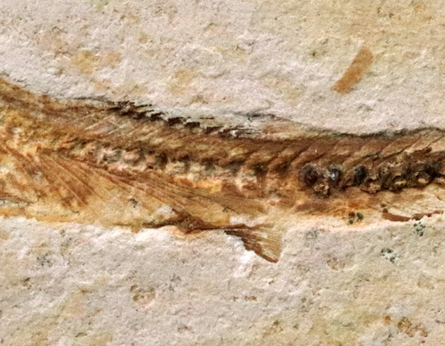 先史時代のイリコのような絶滅古代魚、ブラジル・サンタナフォーメーション産ダスティルベ(Dastilbe)の化石(その3)