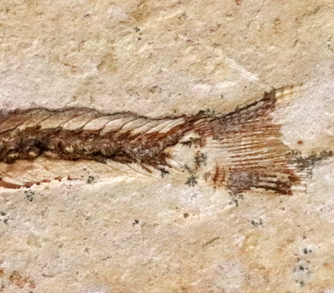 先史時代のイリコのような絶滅古代魚、ブラジル・サンタナフォーメーション産ダスティルベ(Dastilbe)の化石(その4)