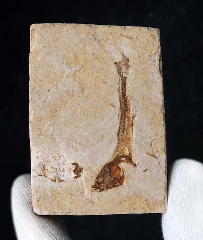 先史時代のイリコのような絶滅古代魚、ブラジル・サンタナフォーメーション産ダスティルベ(Dastilbe)の化石(その5)