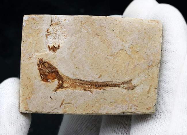 先史時代のイリコのような絶滅古代魚、ブラジル・サンタナフォーメーション産ダスティルベ(Dastilbe)の化石(その6)