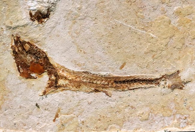 先史時代のイリコのような絶滅古代魚、ブラジル・サンタナフォーメーション産ダスティルベ（Dastilbe）の化石（その7）