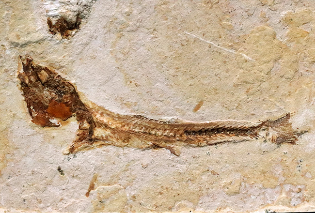 先史時代のイリコのような絶滅古代魚、ブラジル・サンタナフォーメーション産ダスティルベ(Dastilbe)の化石(その7)