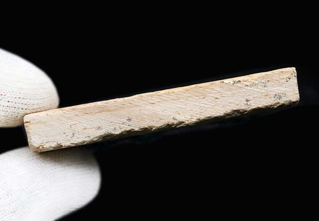 先史時代のイリコのような絶滅古代魚、ブラジル・サンタナフォーメーション産ダスティルベ(Dastilbe)の化石(その8)