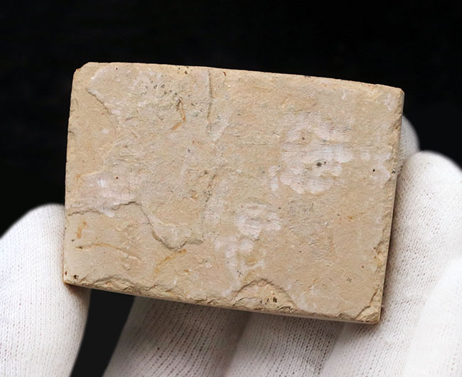 先史時代のイリコのような絶滅古代魚、ブラジル・サンタナフォーメーション産ダスティルベ(Dastilbe)の化石(その9)