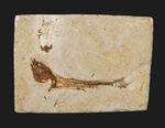 先史時代のイリコのような絶滅古代魚、ブラジル・サンタナフォーメーション産ダスティルベ（Dastilbe）の化石