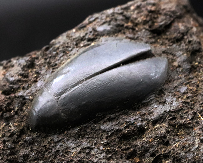 あのサーベルタイガーも発見された有名産地、ラ・ブレアで採集された水棲昆虫、ハイドロフィルス（Hydrophilus）の化石（その1）