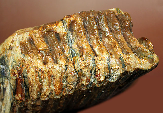 保存状態極めて良好！約2万5000年前のケナガマンモス（Woolly Mammoth）の臼歯の化石（その10）