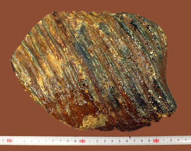 保存状態極めて良好!約2万5000年前のケナガマンモス(Woolly Mammoth)の臼歯の化石(その11)