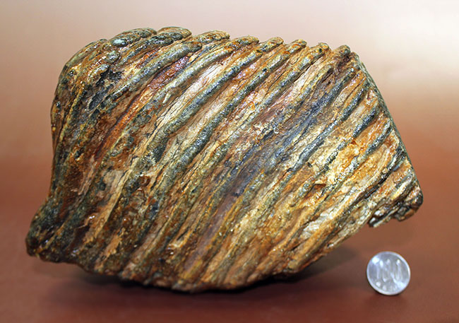 保存状態極めて良好！約2万5000年前のケナガマンモス（Woolly