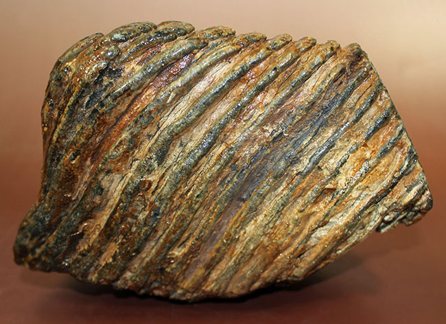 保存状態極めて良好！約2万5000年前のケナガマンモス（Woolly Mammoth