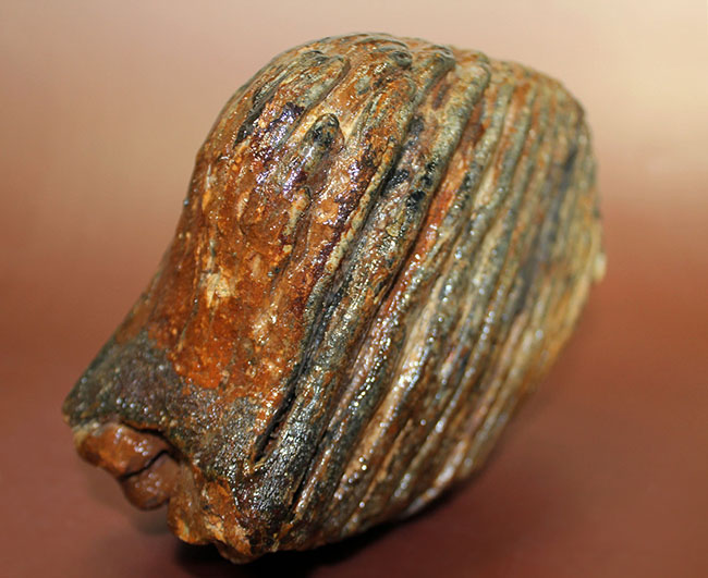 保存状態極めて良好！約2万5000年前のケナガマンモス（Woolly Mammoth）の臼歯の化石（その4）