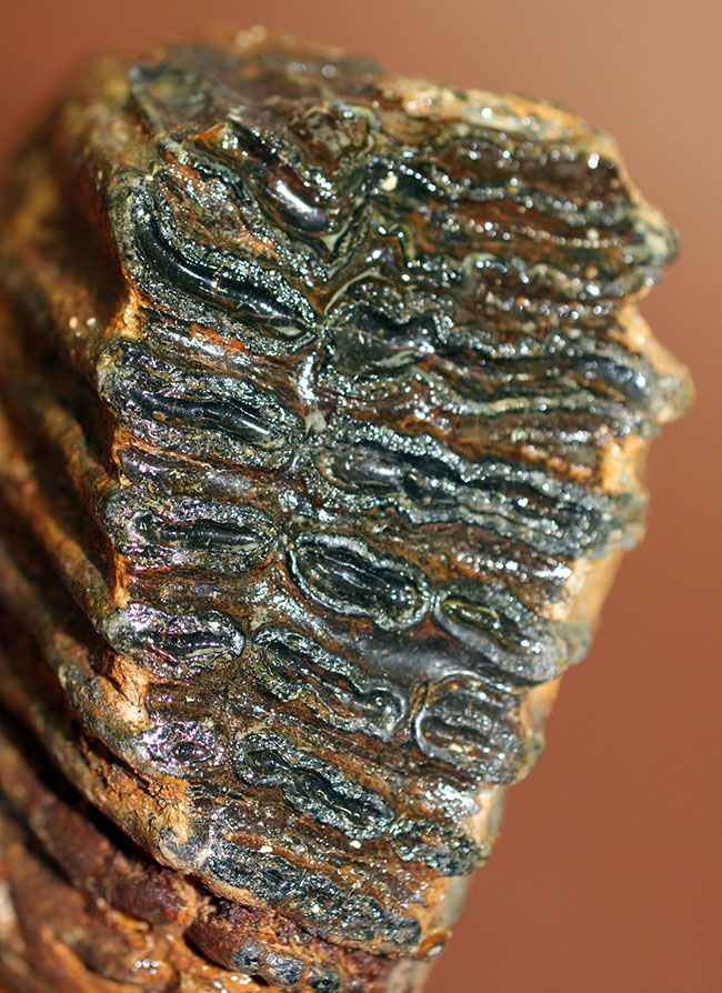 保存状態極めて良好！約2万5000年前のケナガマンモス（Woolly Mammoth