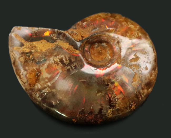 遊色アンモナイトのファーストコレクションにいかが？光るアンモナイト、マダガスカル産クレオニセラス（Cleoniceras）の化石（その2）