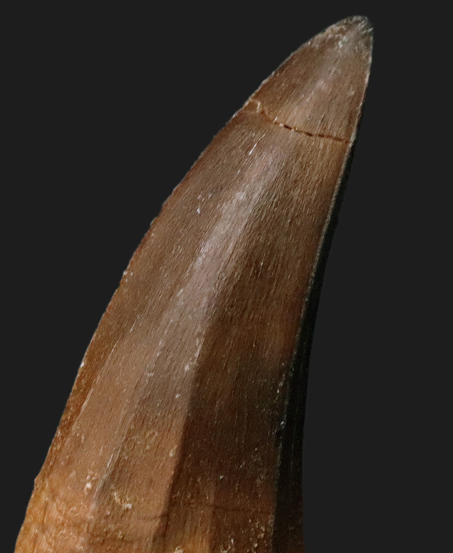 美品!シャープで美しいフォルムが特徴的な、モササウルス(Mosasaurus)の歯化石(その2)