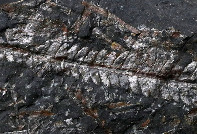 米国ペンシルバニア州産の石炭紀のシダの葉の群集化石（その2）