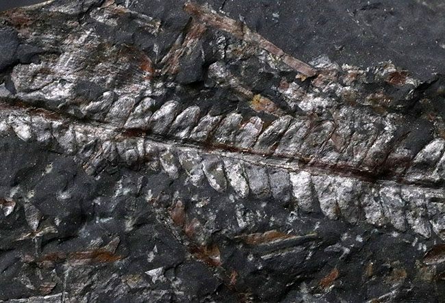 米国ペンシルバニア州産の石炭紀のシダの葉の群集化石(その2)