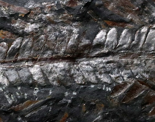 米国ペンシルバニア州産の石炭紀のシダの葉の群集化石(その3)
