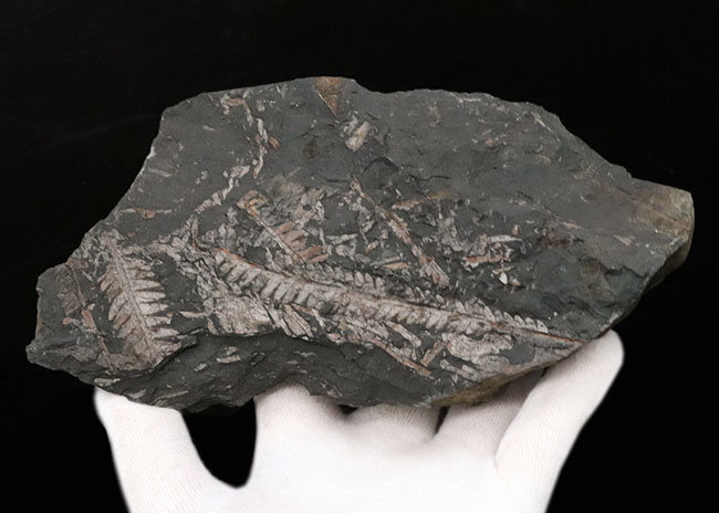 米国ペンシルバニア州産の石炭紀のシダの葉の群集化石(その4)