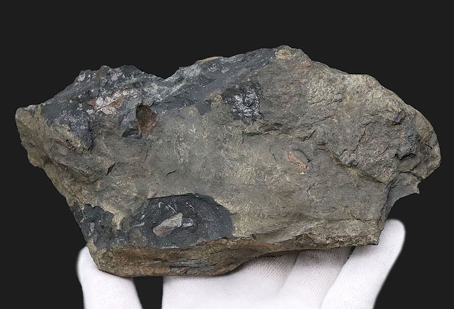 米国ペンシルバニア州産の石炭紀のシダの葉の群集化石(その5)
