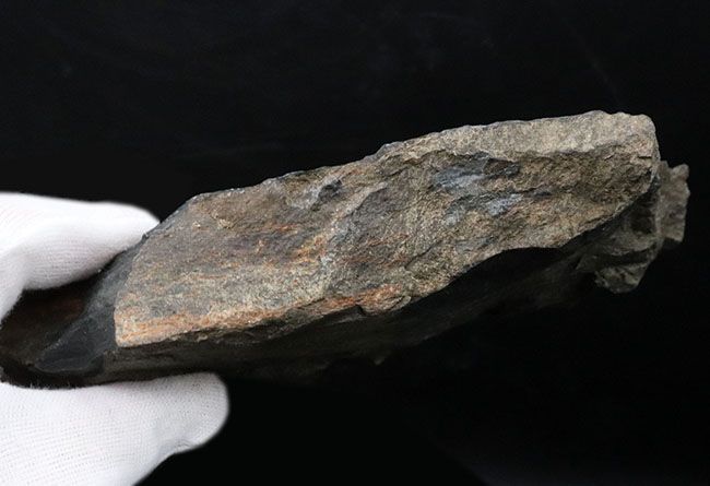 米国ペンシルバニア州産の石炭紀のシダの葉の群集化石（その6）