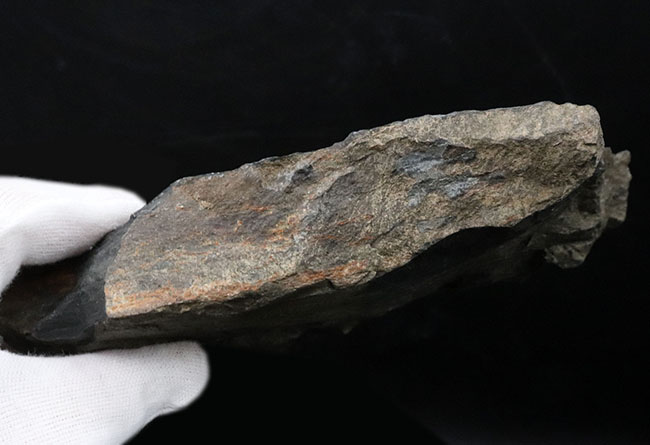 米国ペンシルバニア州産の石炭紀のシダの葉の群集化石(その6)