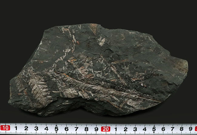 米国ペンシルバニア州産の石炭紀のシダの葉の群集化石(その7)