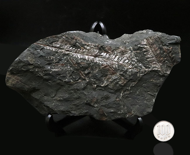 米国ペンシルバニア州産の石炭紀のシダの葉の群集化石(その8)