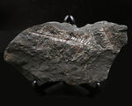 米国ペンシルバニア州産の石炭紀のシダの葉の群集化石
