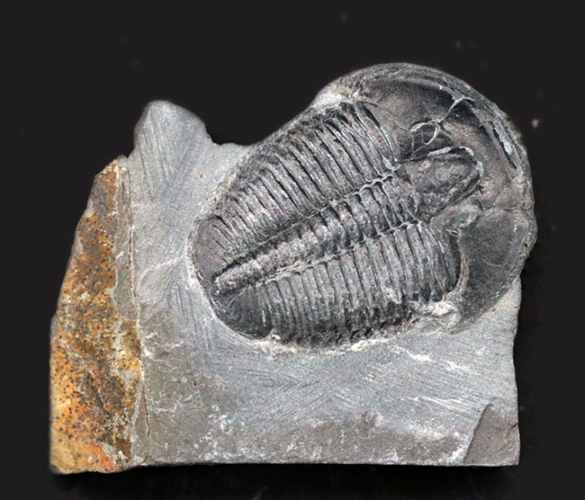 パーフェクト、自由頬が完全保存！最初期の三葉虫の一つ、エルラシア・キンギ（Elrathia Kingi）の母岩付き化石（その1）