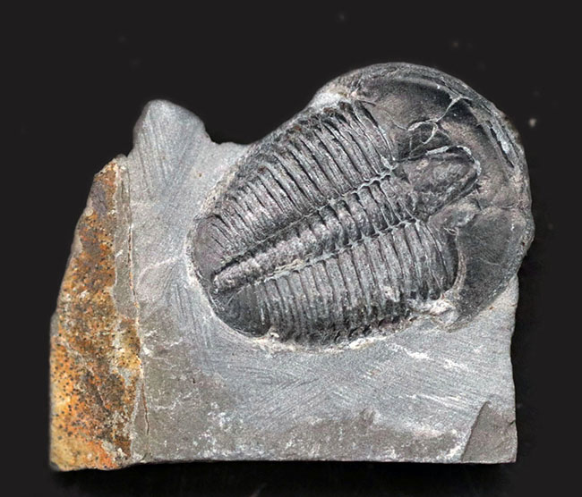 パーフェクト、自由頬が完全保存!最初期の三葉虫の一つ、エルラシア・キンギ(Elrathia Kingi)の母岩付き化石(その1)