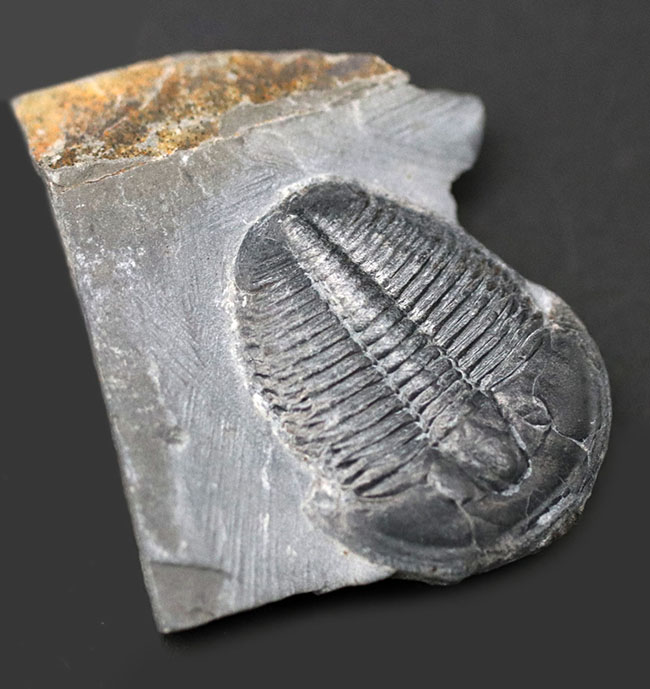 パーフェクト、自由頬が完全保存！最初期の三葉虫の一つ、エルラシア・キンギ（Elrathia Kingi）の母岩付き化石（その2）