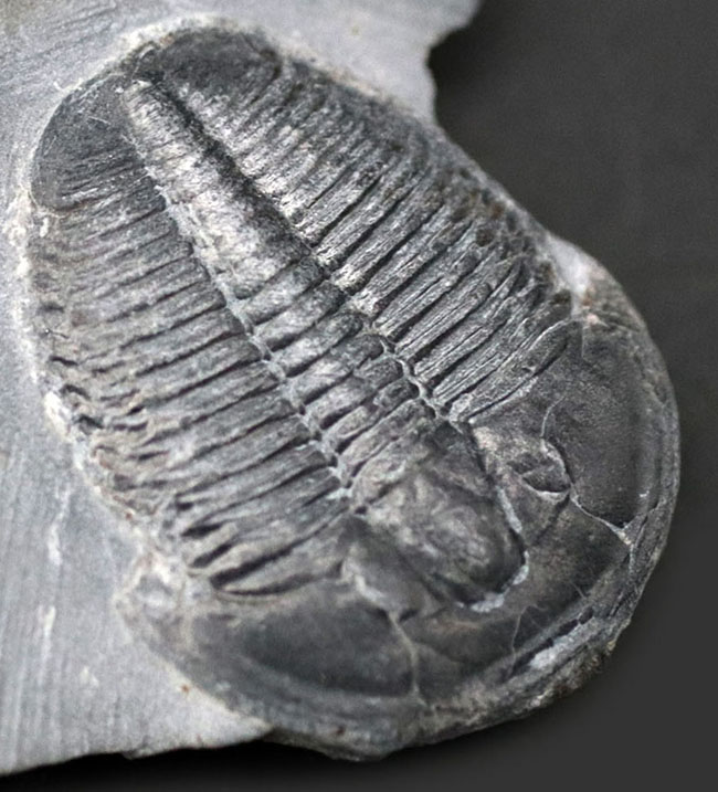 パーフェクト、自由頬が完全保存！最初期の三葉虫の一つ、エルラシア・キンギ（Elrathia Kingi）の母岩付き化石（その3）