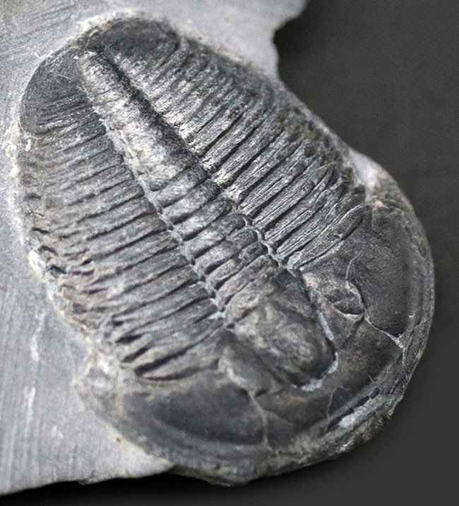 パーフェクト、自由頬が完全保存!最初期の三葉虫の一つ、エルラシア・キンギ(Elrathia Kingi)の母岩付き化石(その3)