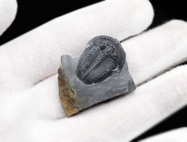 パーフェクト、自由頬が完全保存!最初期の三葉虫の一つ、エルラシア・キンギ(Elrathia Kingi)の母岩付き化石(その4)