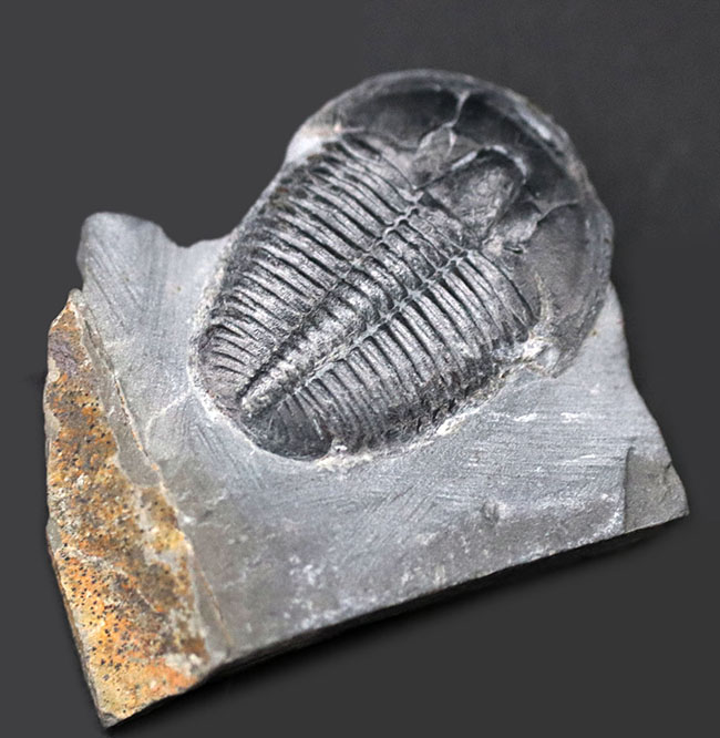 パーフェクト、自由頬が完全保存!最初期の三葉虫の一つ、エルラシア・キンギ(Elrathia Kingi)の母岩付き化石(その5)