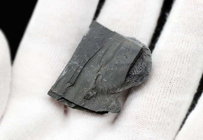 パーフェクト、自由頬が完全保存！最初期の三葉虫の一つ、エルラシア・キンギ（Elrathia Kingi）の母岩付き化石（その6）
