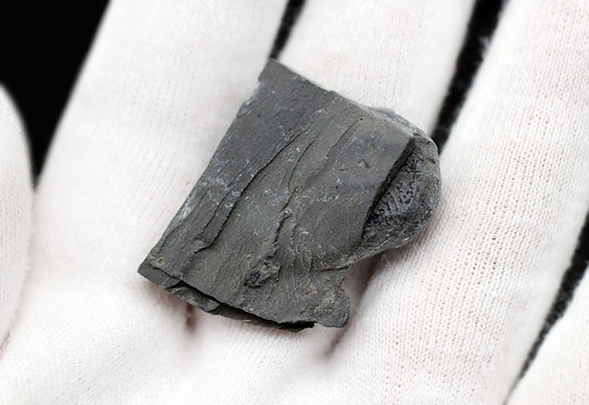 パーフェクト、自由頬が完全保存!最初期の三葉虫の一つ、エルラシア・キンギ(Elrathia Kingi)の母岩付き化石(その6)