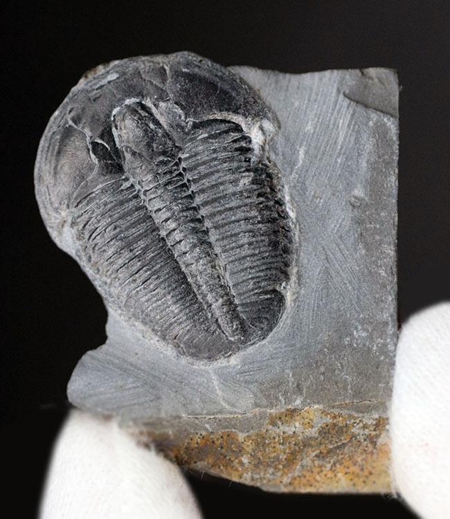 パーフェクト、自由頬が完全保存!最初期の三葉虫の一つ、エルラシア・キンギ(Elrathia Kingi)の母岩付き化石(その7)
